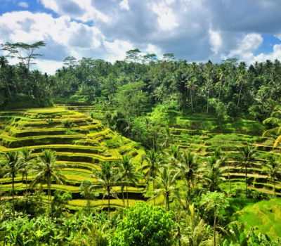 Bali_Ubud_Rice_Terrace
