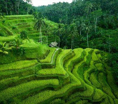 bali3
